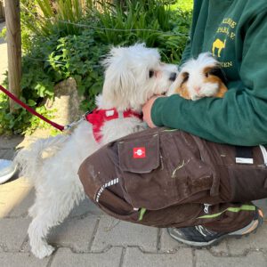 Mehr über den Artikel erfahren Welpen im Tierpark