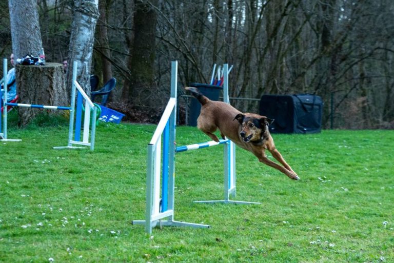 allgemein Agility_01