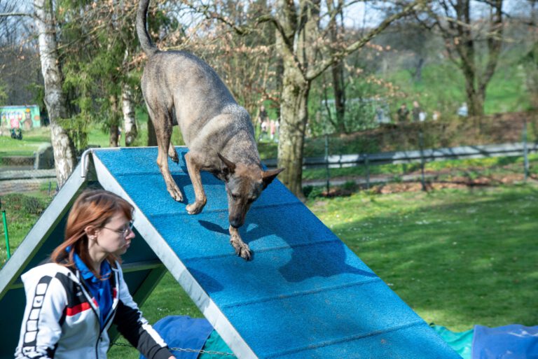allgemein Agility_02
