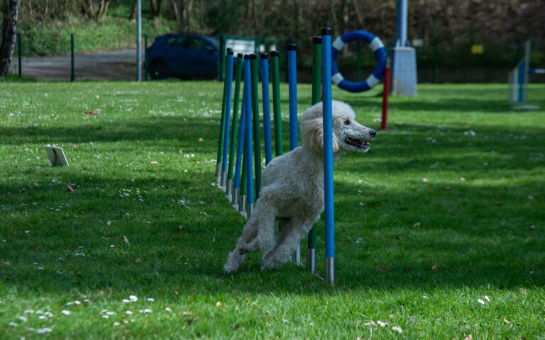 allgemein Agility_04
