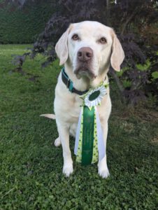 Mehr über den Artikel erfahren Rally Obedience Turnier in Lorch – Ein Sommer Highlight