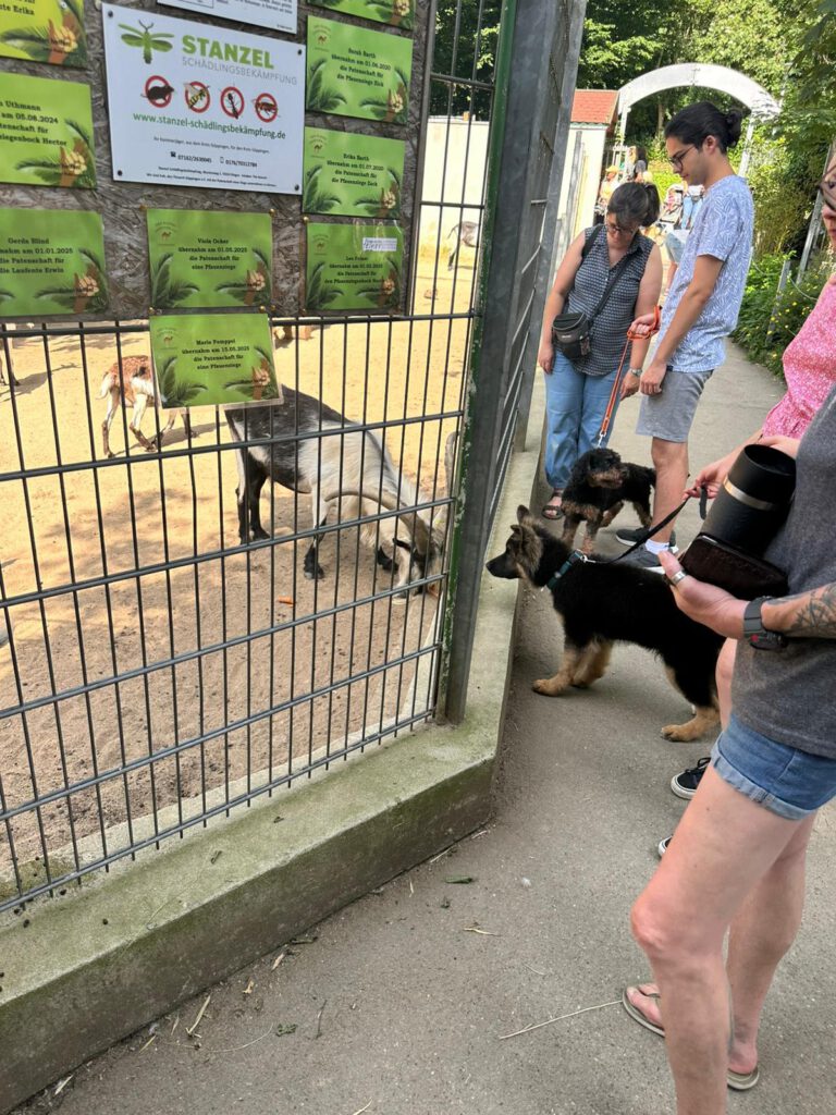 01_20251406_Welpen im Zoo