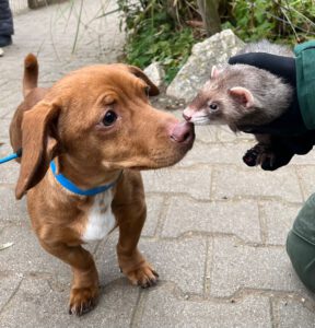 Mehr über den Artikel erfahren Welpen im Tierpark