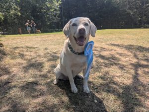 Mehr über den Artikel erfahren Verbandsmeisterschaft Rally Obedience 2026 in Gersbach