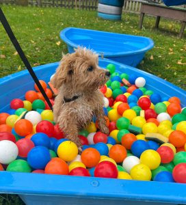 20251029_Welpengarten00