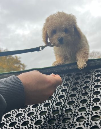 20251029_Welpengarten03