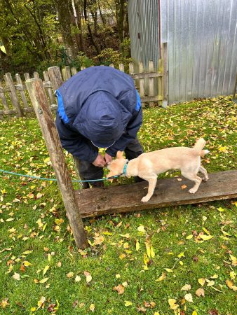 20251029_Welpengarten06